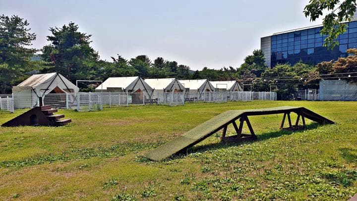 골드펫리조트