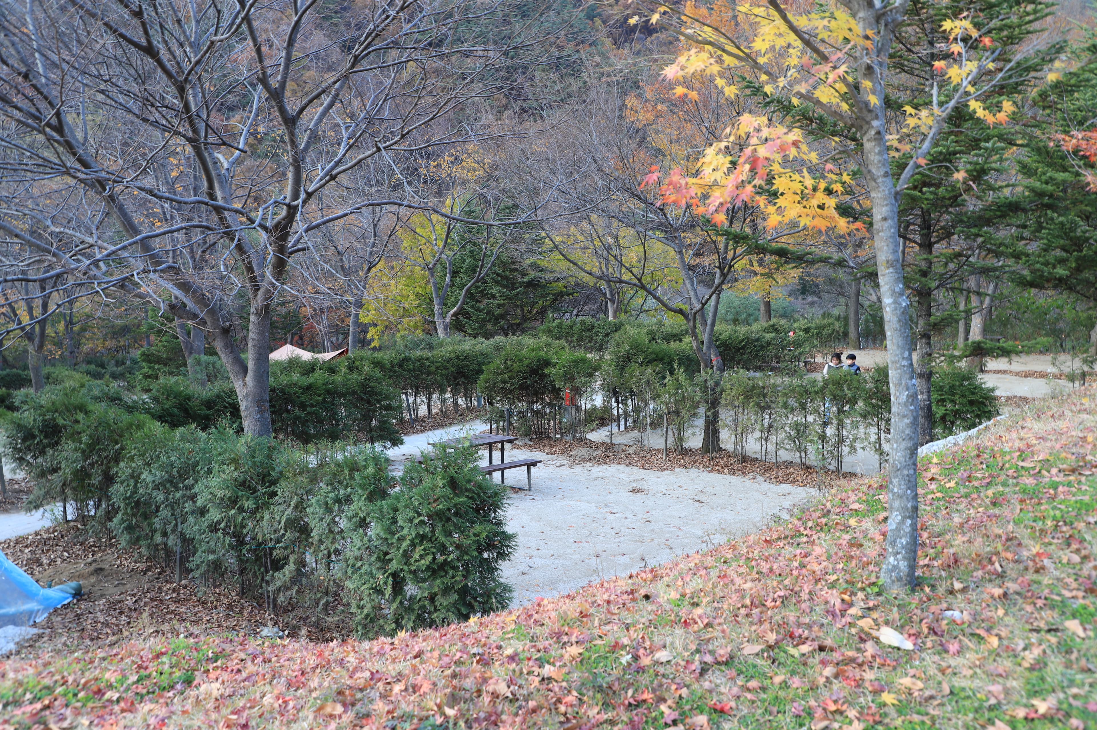 금대자동차야영장(치악산국립공원) 이미지 3